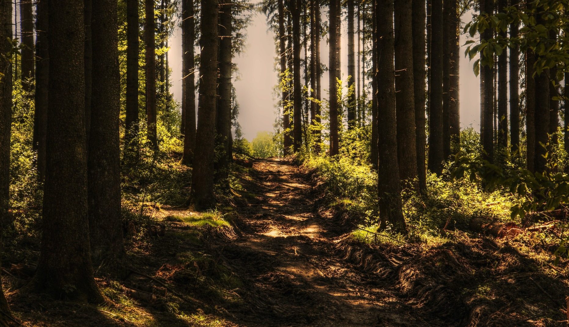 Runner on a trail at sunrise